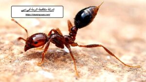 [صورة: %D8%B4%D8%B1%D9%83%D8%A9-%D9%85%D9%83%D8...00x169.jpg]