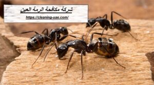 شركة مكافحة الرمة العين