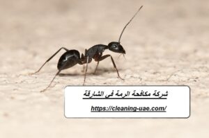شركة مكافحة الرمة في الشارقة