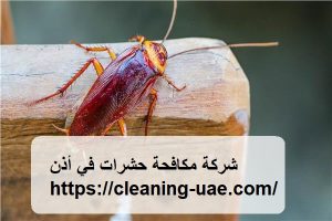 شركة مكافحة حشرات في أذن