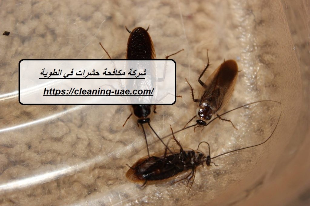 شركة مكافحة حشرات في الطوية