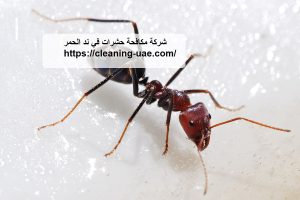 شركة مكافحة حشرات في ند الحمر